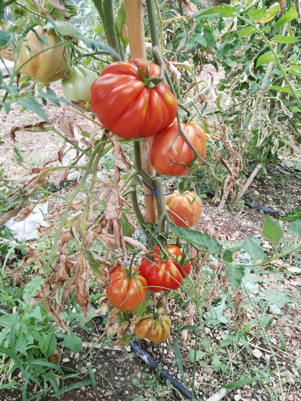 Agriturismo NIzzi - Pomodori